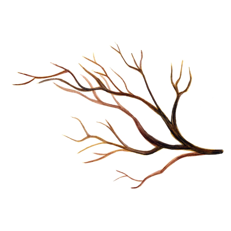Vector Gratis abstract stem element brown watercolor background illustration high resolution free photo