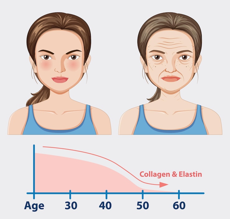 Vector Gratis aging process and skin changes