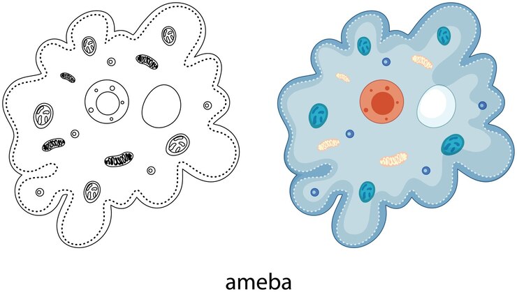 Vector Gratis ameba in colour and doodle on white