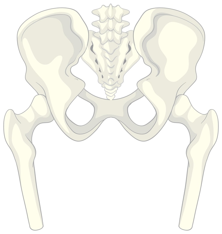 Vector Gratis anatomy human pelvis on white background