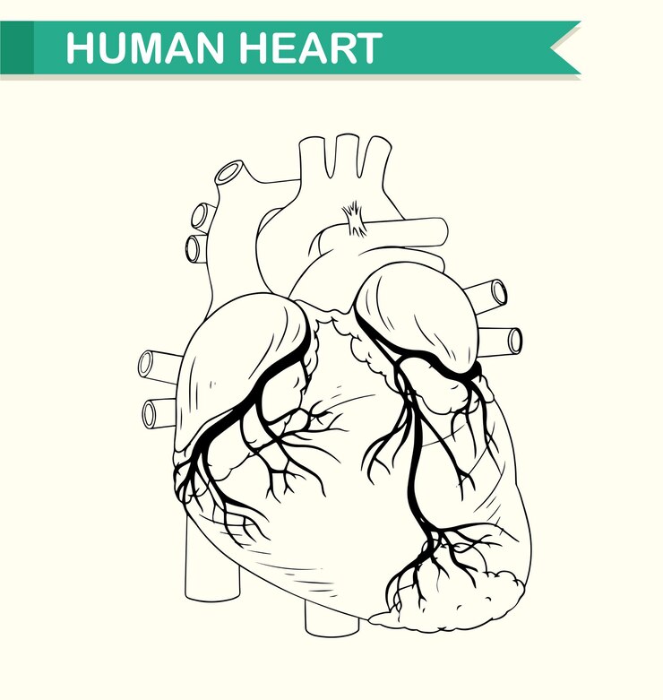 Vector Gratis anatomy of human heart