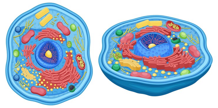 Vector Gratis animal cell anatomy diagram structure
