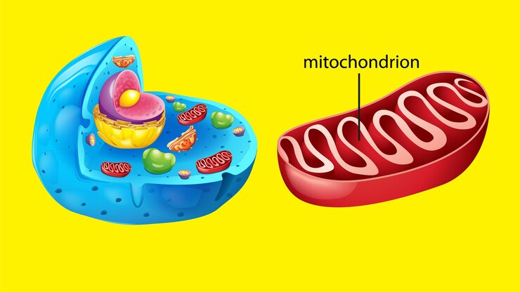 Vector Gratis animal cell anatomy structure