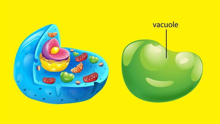 Vector Gratis animal cell anatomy structure