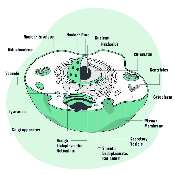 Vector Gratis animal cell concept illustration