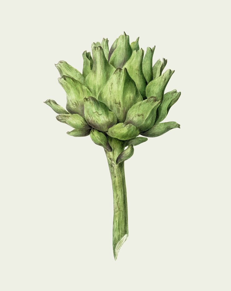 Vector Gratis artichoke oleh jean bernard (1775-1883). asli dari museum rijks.
