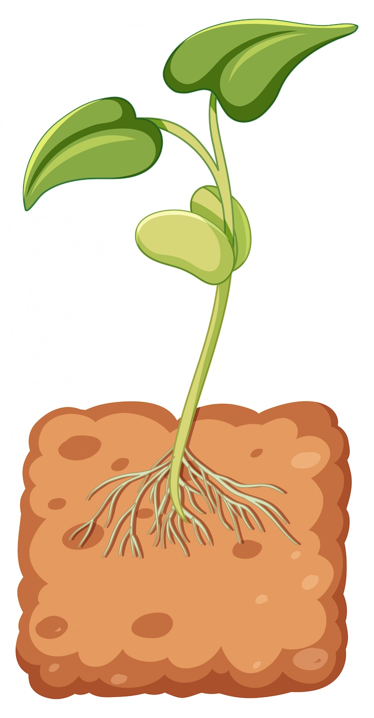 Vector Gratis beansprout growing from underground