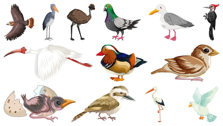 Vector Gratis berbagai jenis koleksi burung