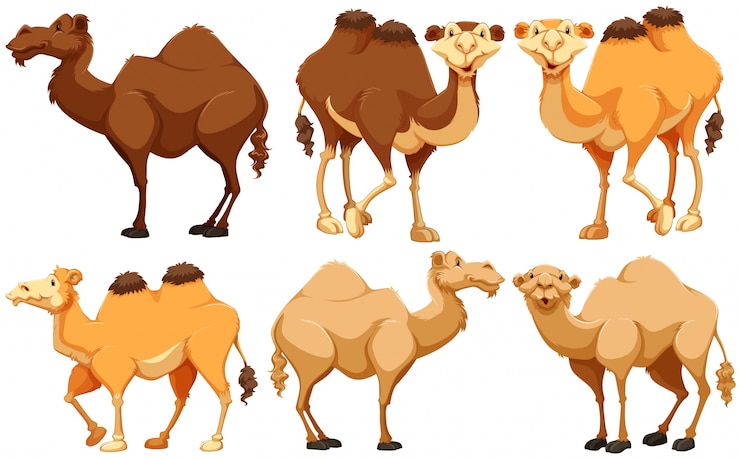Vector Gratis berbagai jenis unta berdiri