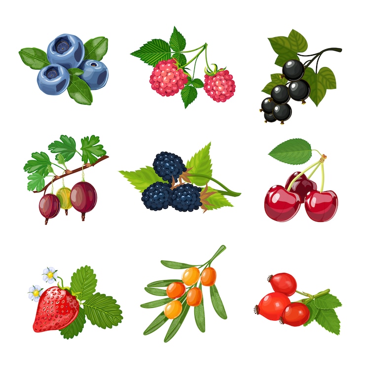 Vector Gratis berries of trees and shrubs set 