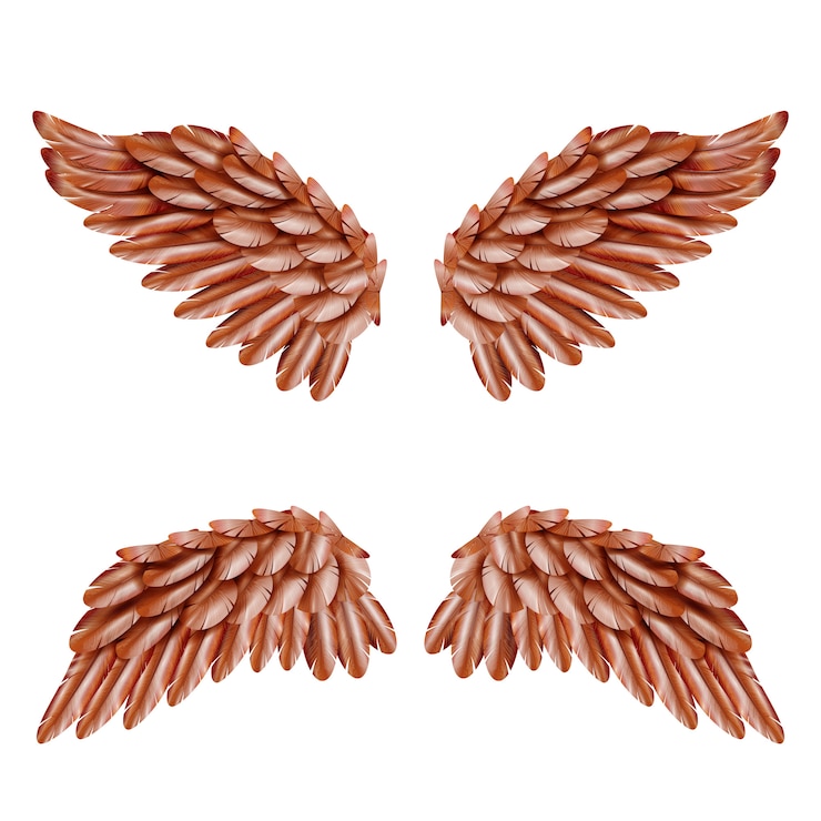 Vector Gratis bird wing set