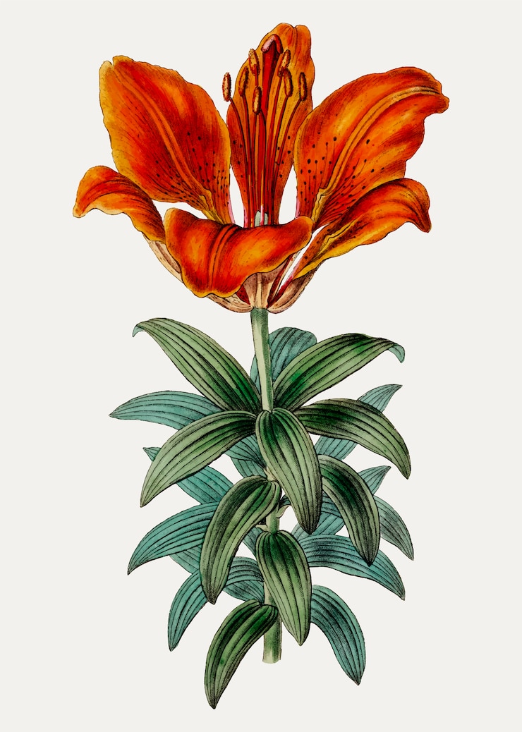 Vector Gratis blood red lily
