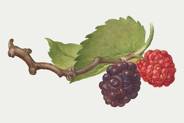 Vector Gratis buah beri pada dahan