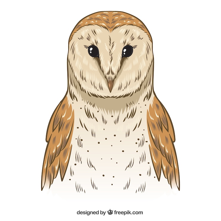 Vector Gratis burung hantu digambar tangan