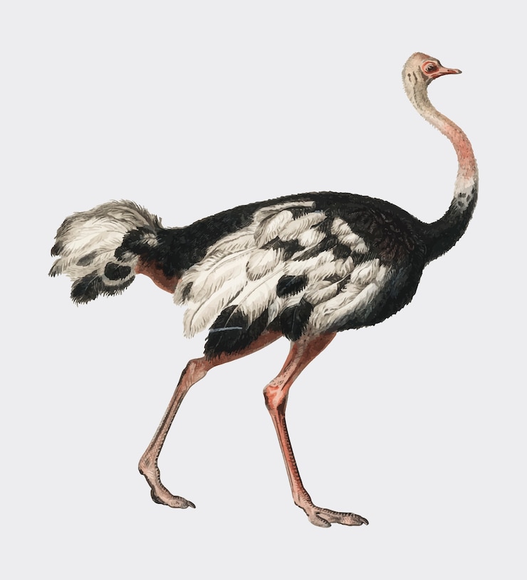 Vector Gratis burung unta biasa (struthio camelus) diilustrasikan