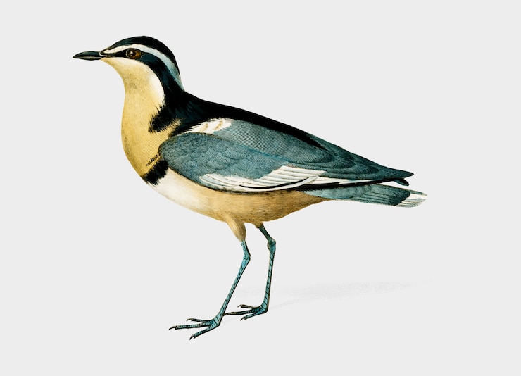 Vector Gratis burung