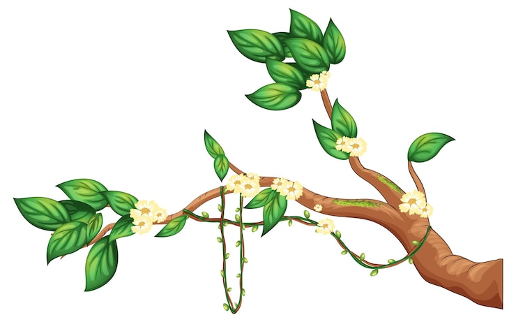 Vector Gratis cabang bunga sakura terisolasi