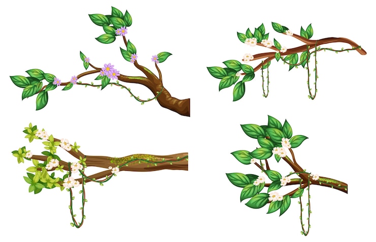 Vector Gratis cabang bunga sakura terisolasi
