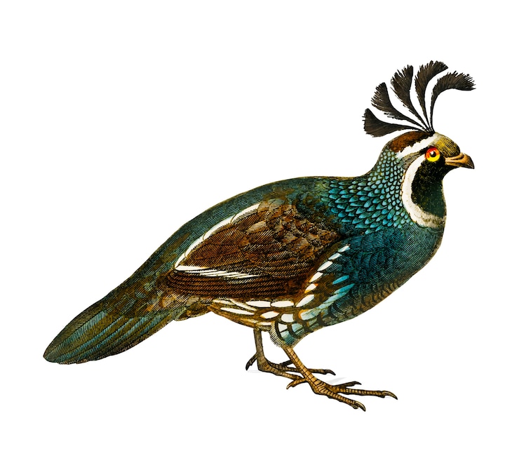 Vector Gratis california quail (callipepla californica) 