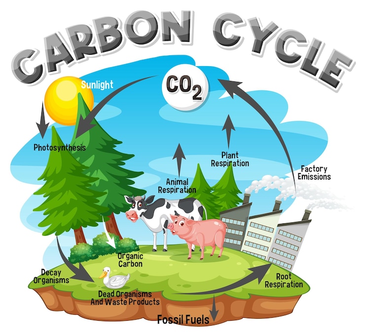 Vector Gratis carbon cycle diagram for science education