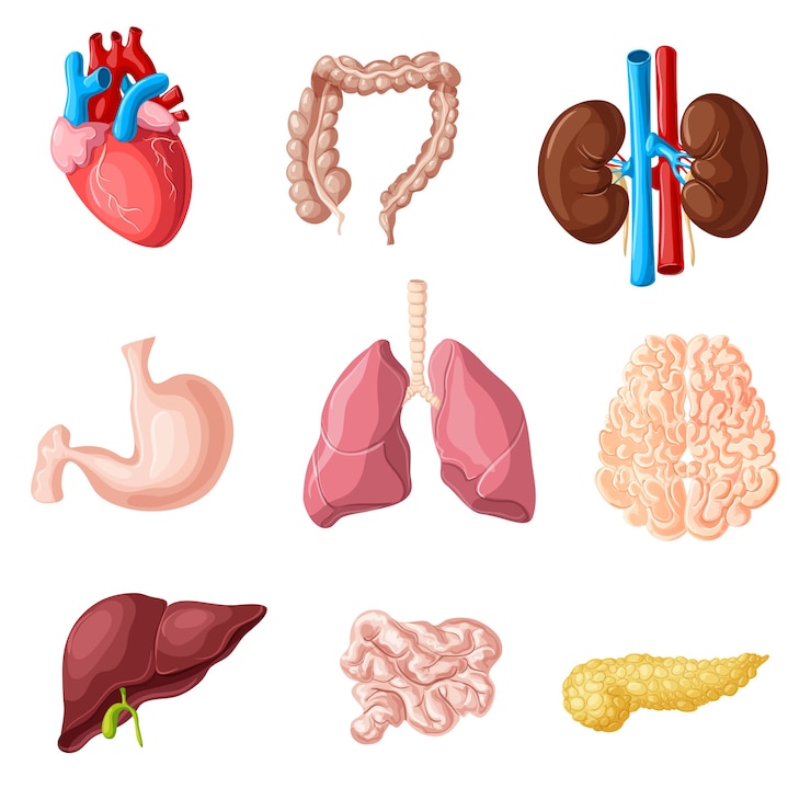 Vector Gratis cartoon human internal organs set