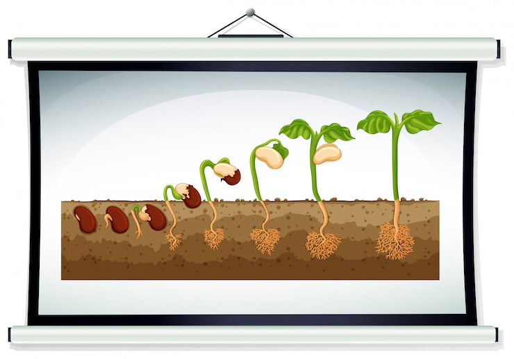 Vector Gratis chart showing the growing of plant