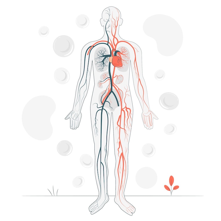 Vector Gratis circulatory system concept illustration