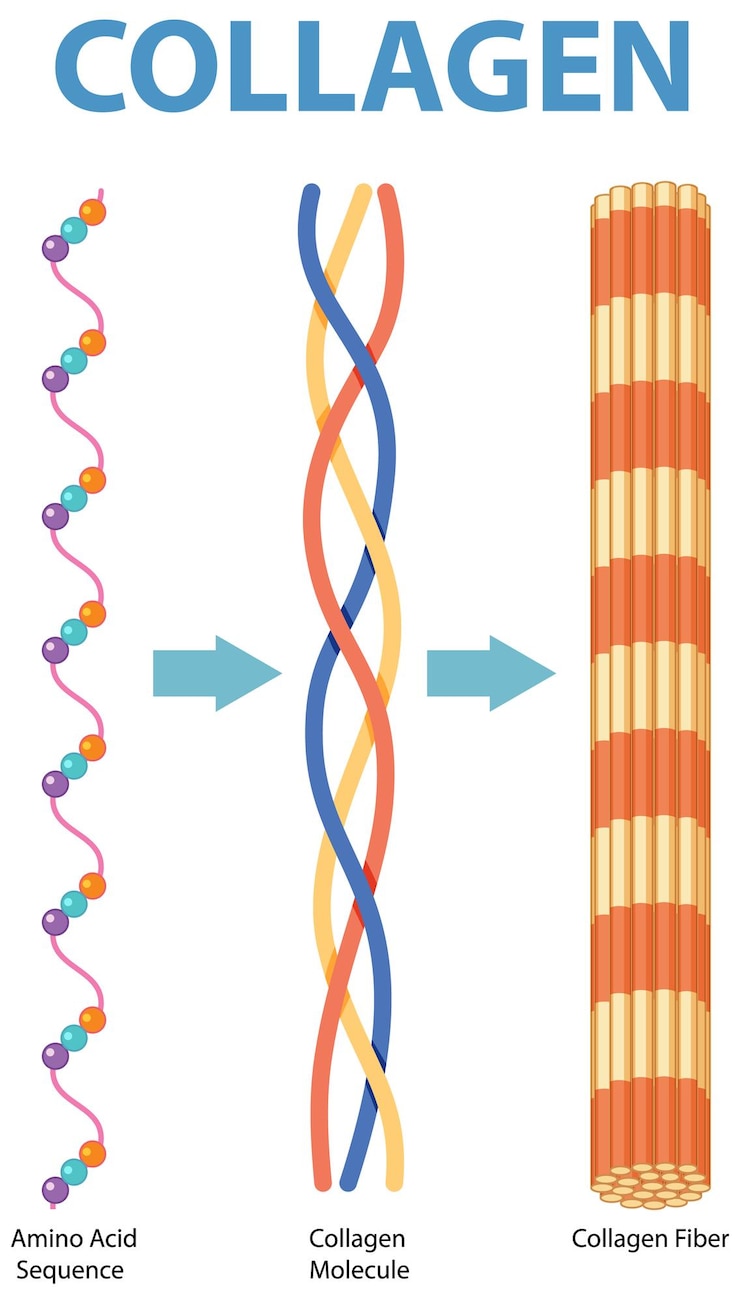Vector Gratis collagen structure and formation process