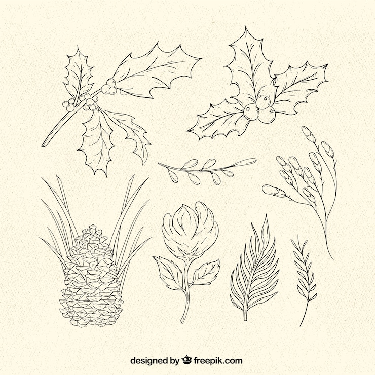 Vector Gratis collection of traditional christmas plants