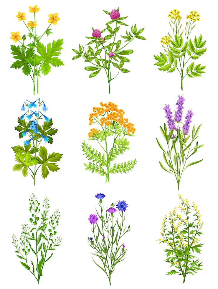 Vector Gratis collection of wild herbs