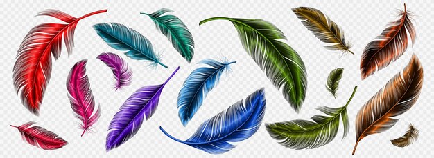 Color feathers soft bird plumage