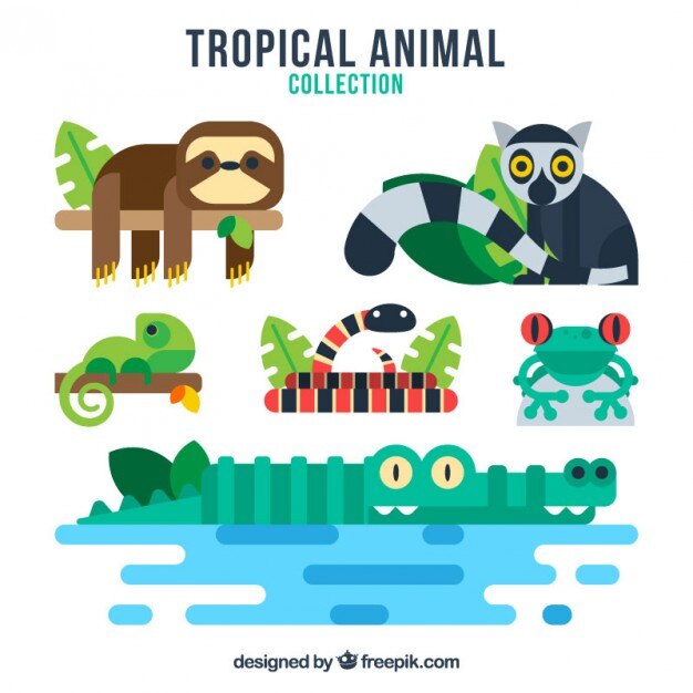 Vector Gratis coloured tropical animals collection