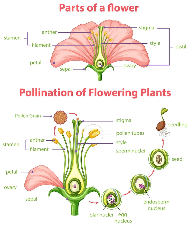 Vector Gratis diagram of pollination of flowering plants