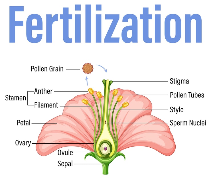 Vector Gratis diagram showing fertilization in flower