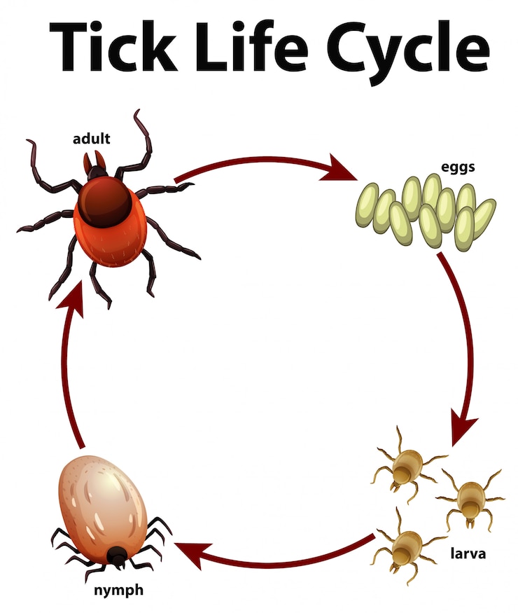 Vector Gratis diagram showing life cycle of tick