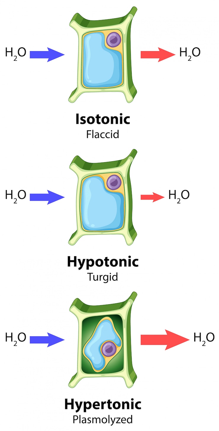 Vector Gratis diagram showing plant cell osmosis concept