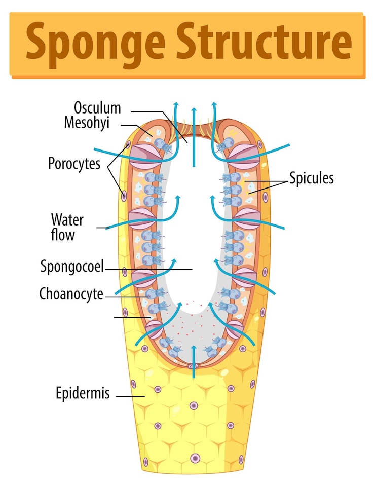 Vector Gratis diagram showing structure of sponge