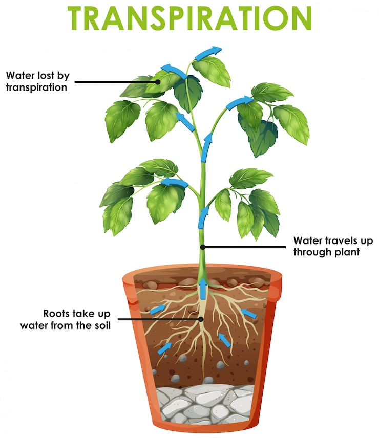 Vector Gratis diagram showing transpiration cycle