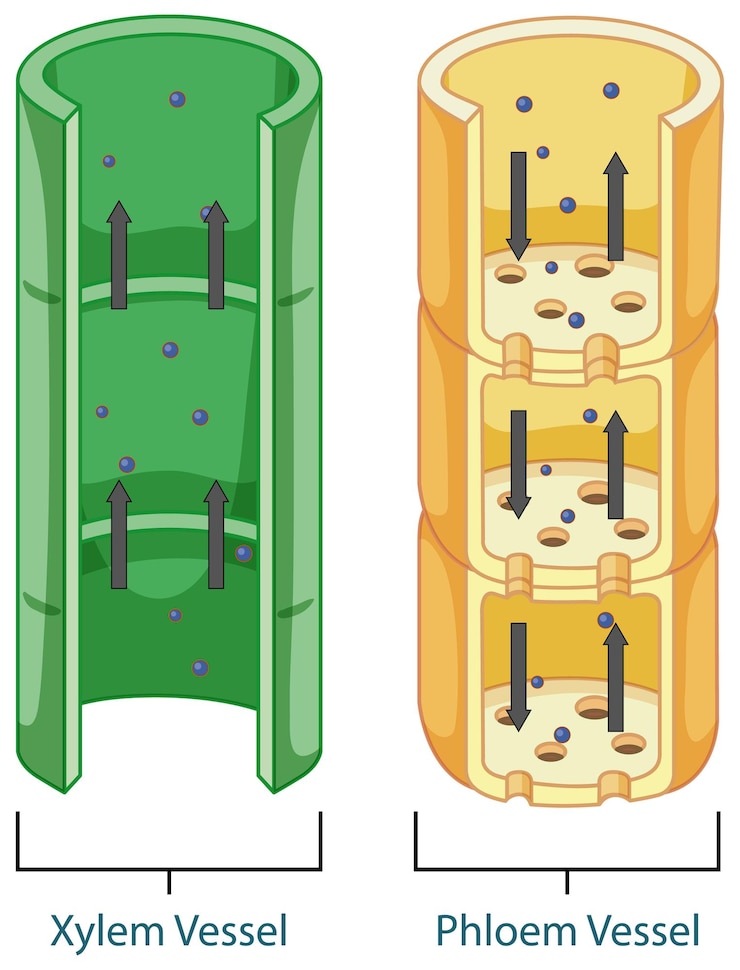 Vector Gratis diagram showing vascular tissue system in plants