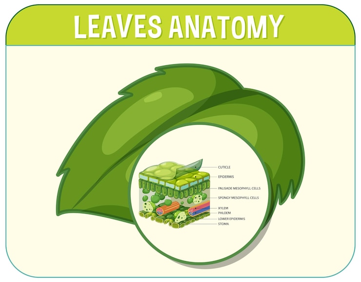 Vector Gratis diagram struktur internal daun