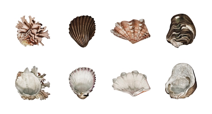 Vector Gratis different types of mollusks illustrated by charles dessalines d orbigny (1806-1876). 
