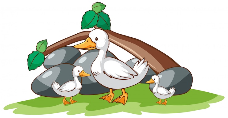 Vector Gratis ducks on white background