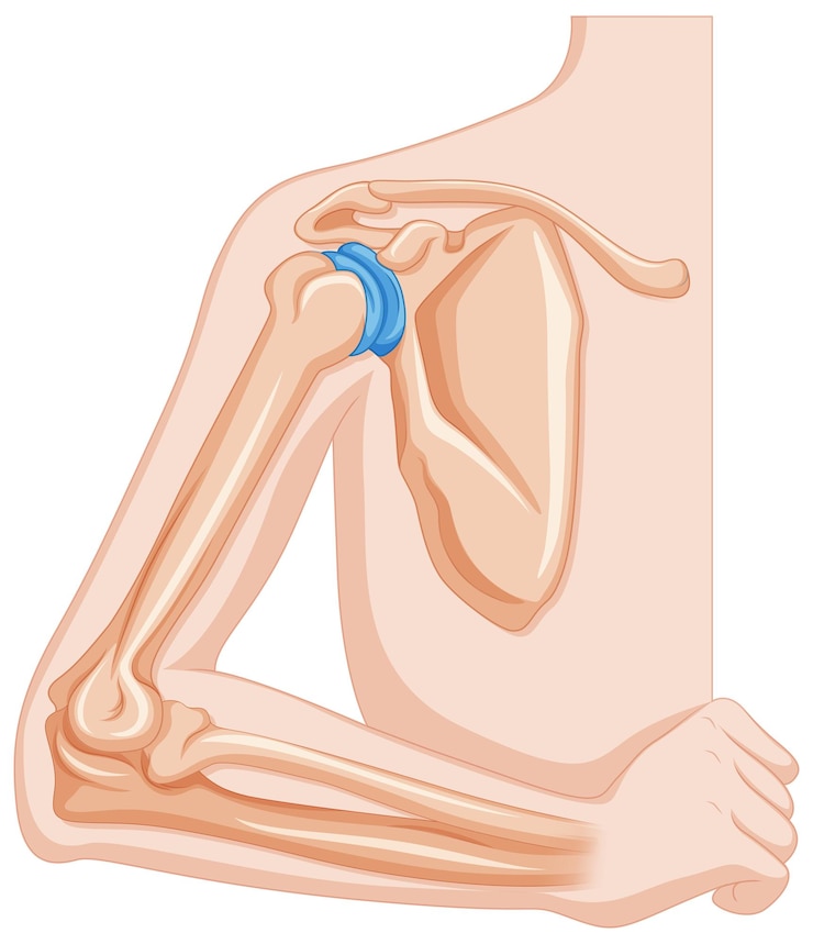 Vector Gratis elbow joint in human body