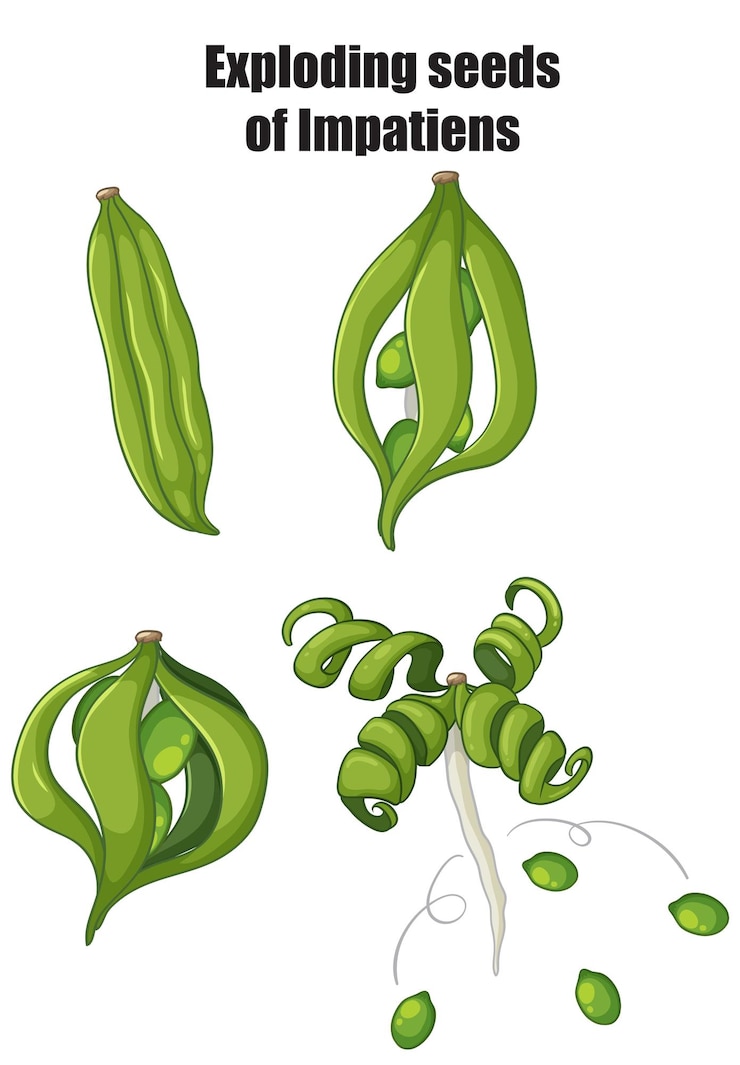 Vector Gratis exploding seeds of impatiens