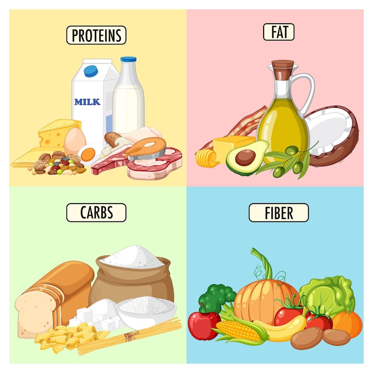 Vector Gratis food nutrition groups set