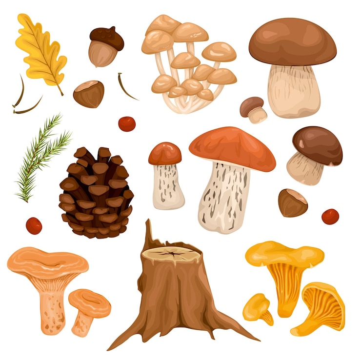 Vector Gratis forest mushrooms set