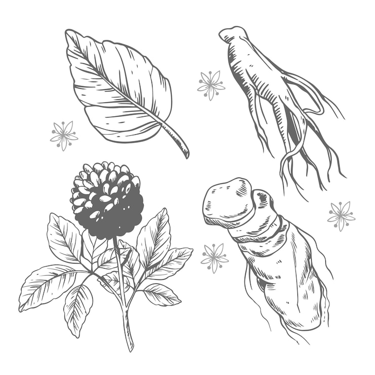 Vector Gratis ginseng plant collection draw concept