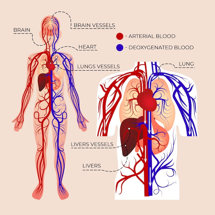 Vector Gratis gradient circulatory system infographic