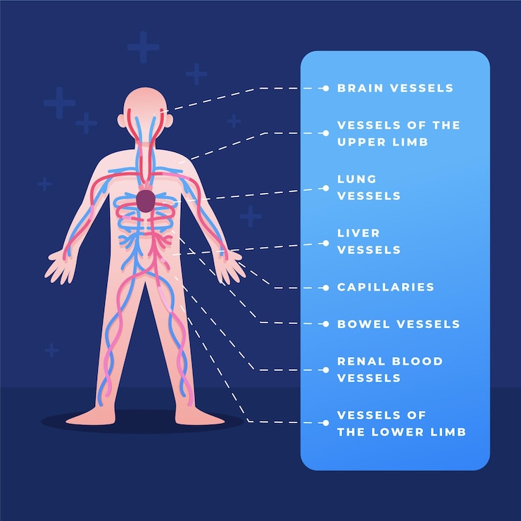 Vector Gratis gradient circulatory system infographic