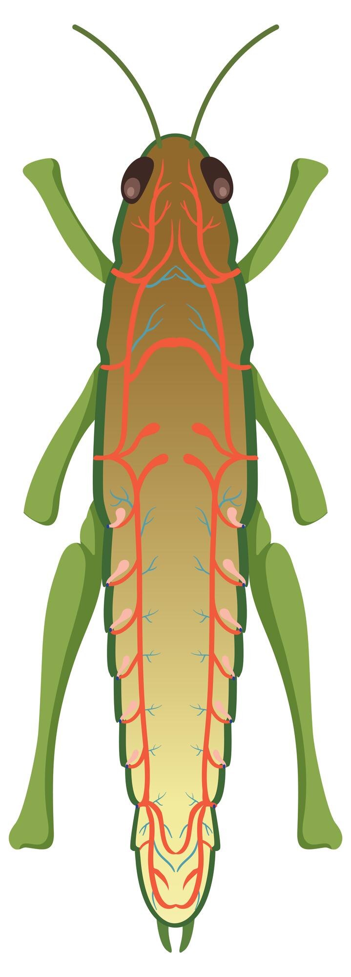 Vector Gratis grasshopper respiratory system diagram